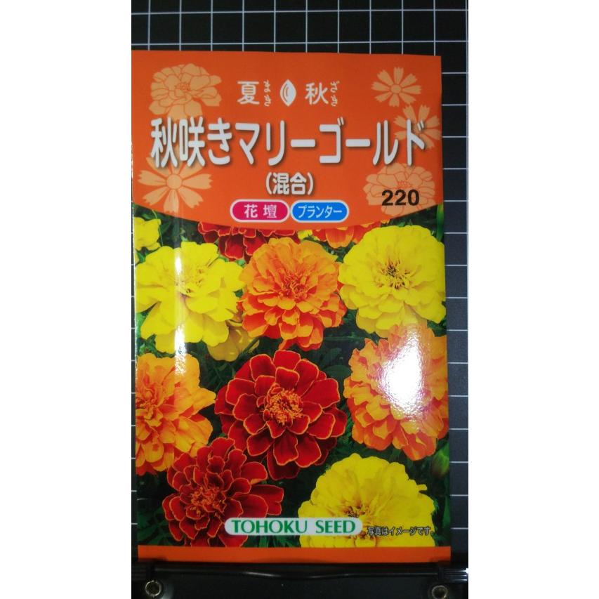 ３袋以上でクーポン割引 秋咲き マリーゴールド 混合 種 種子 郵便は送料無料
