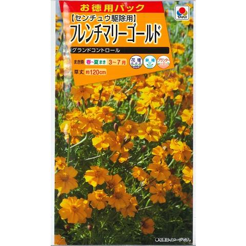 【フレンチマリーゴールド】グランドコントロール【タキイ種苗】（20ml）【春まき一年草】FKJA00