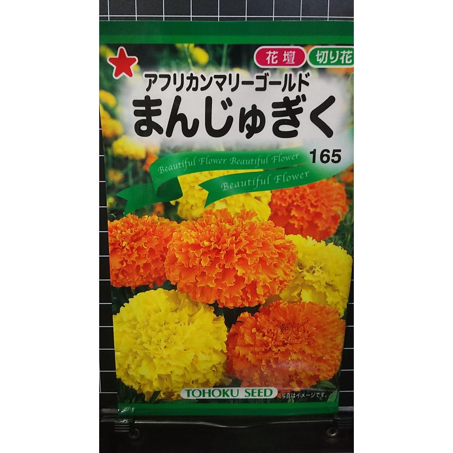 ３袋以上でクーポン割引 まんじゅぎく アフリカン マリーゴールド 万寿菊 種 郵便は送料無料